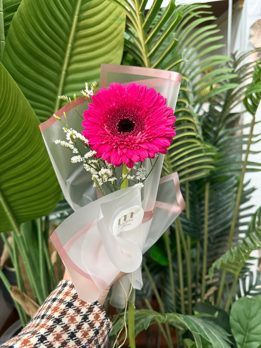 Gerbera