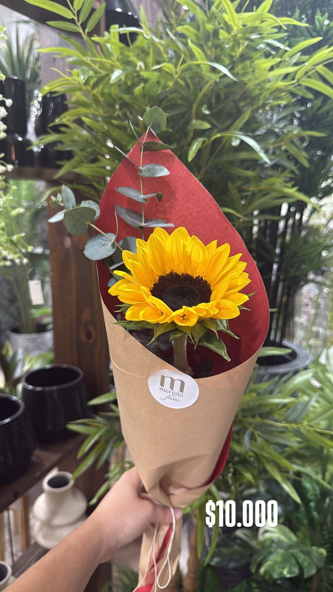 Girasol